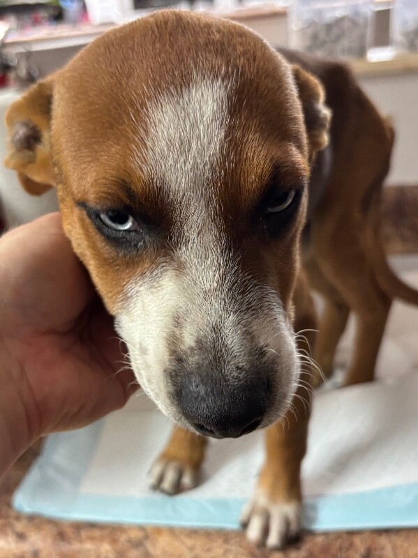 View Raspberry the Dog Photo #2