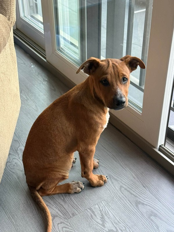 View Coconut the Dog Photo #2