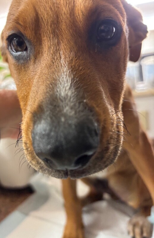 Coconut - Dog