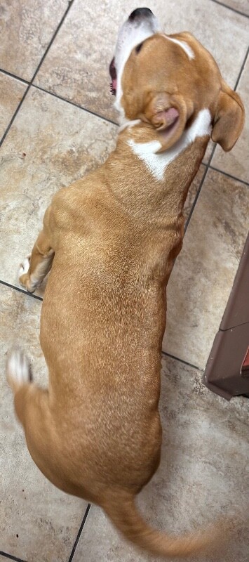 View J-lo the Dog Photo #4