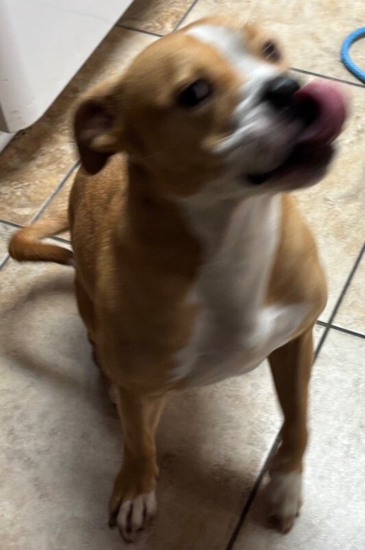View J-lo the Dog Photo #2