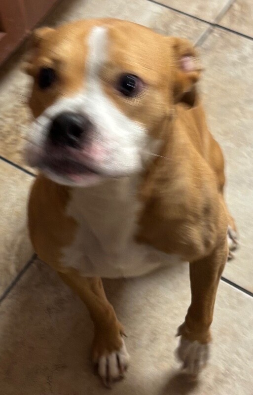 View J-lo the Dog Photo #5