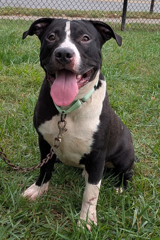 View Todd Frazier the Dog Photo #3