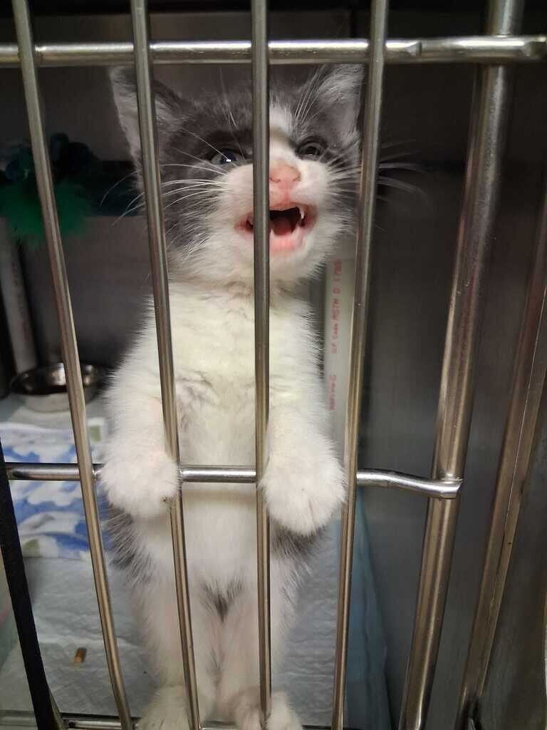 Gem - Cat