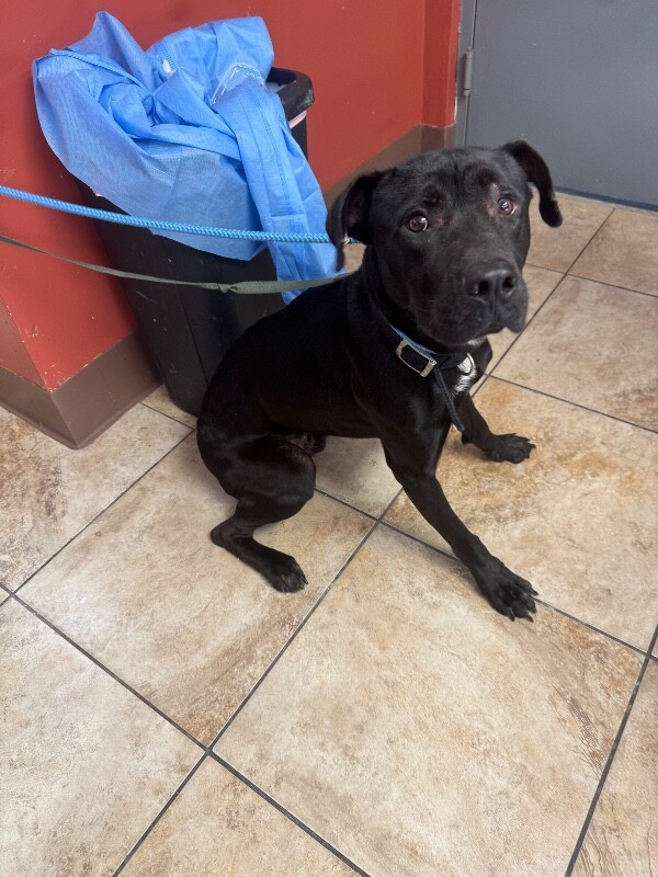 Murphy - Dog