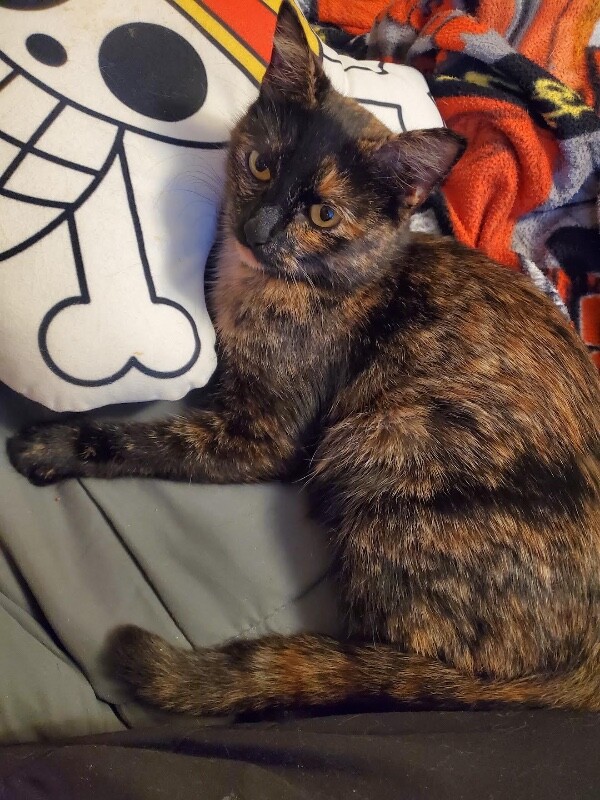 View Nami the Cat Photo #2