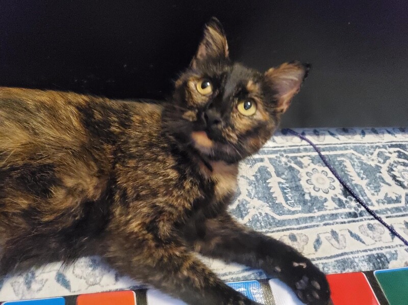 Nami - Cat