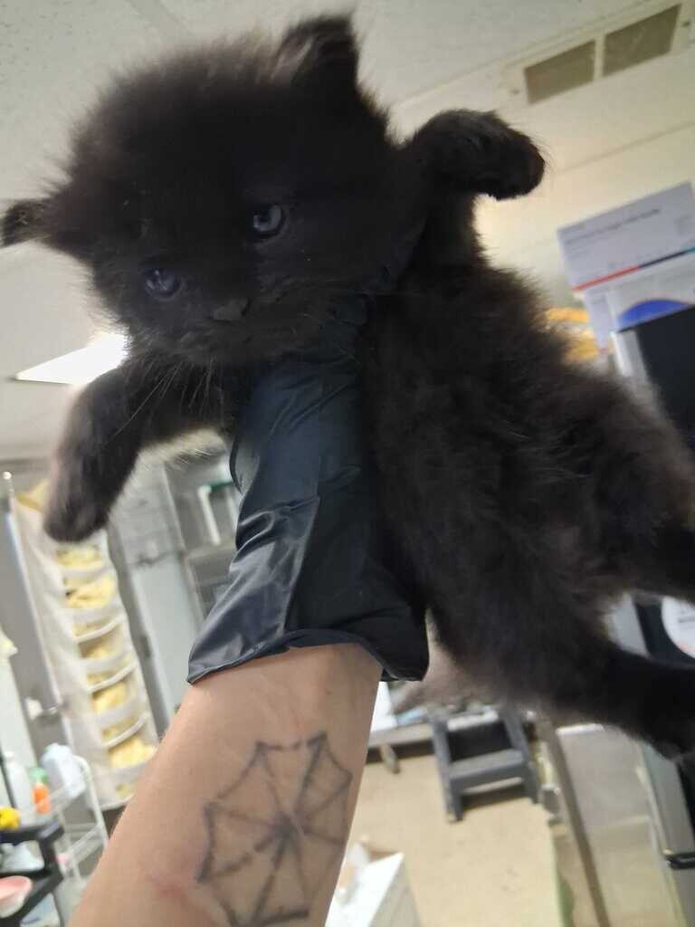 Kaya - Cat