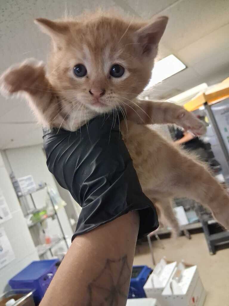 Zeff - Cat