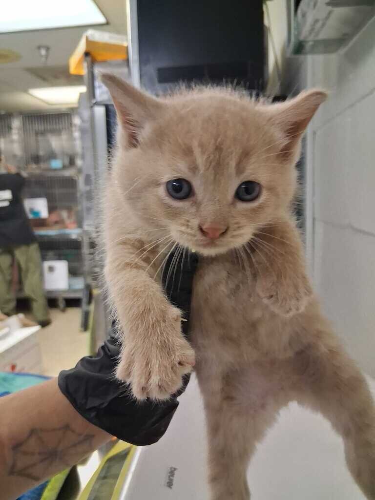 Nico - Cat