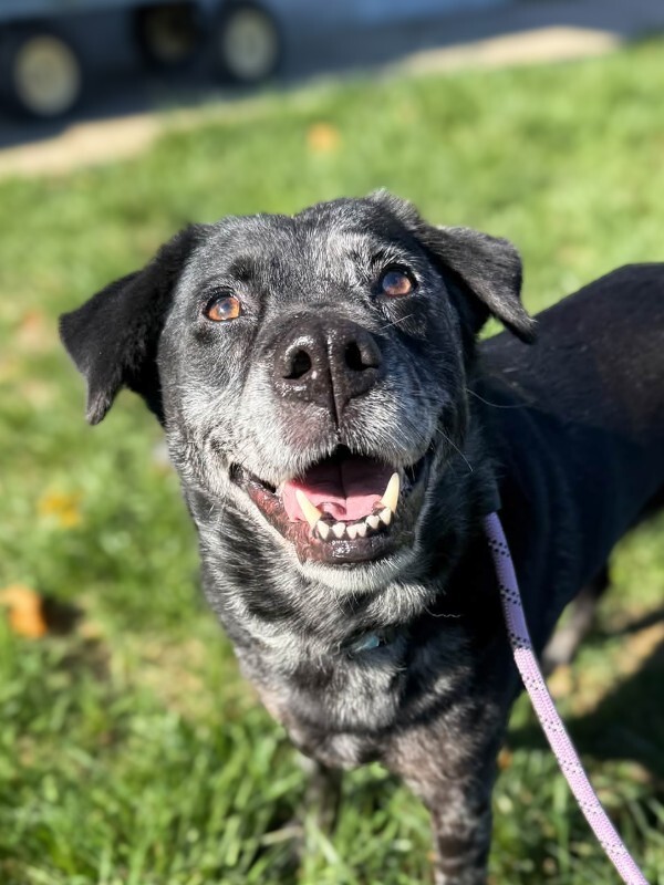 Colorado - Dog