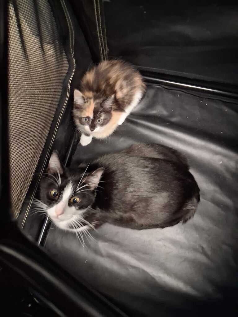Repo - Cat
