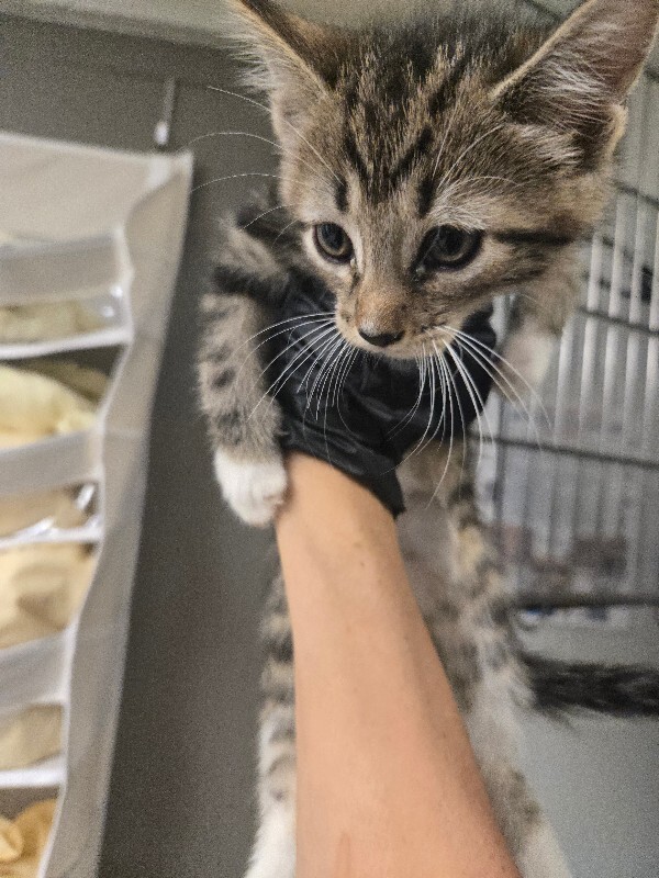 Michelangelo - Cat