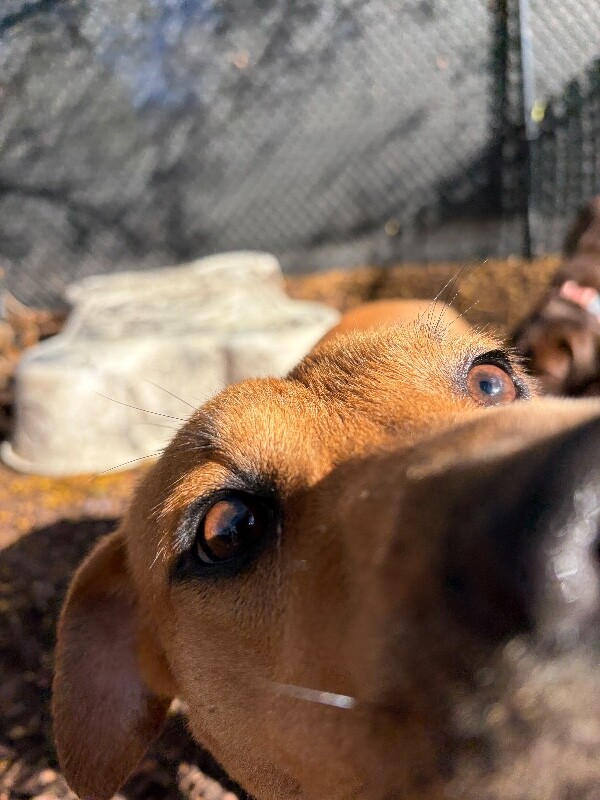 View Hilly the Dog Photo #4