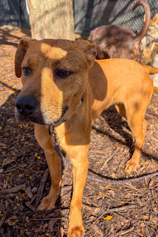 View Hilly the Dog Photo #2