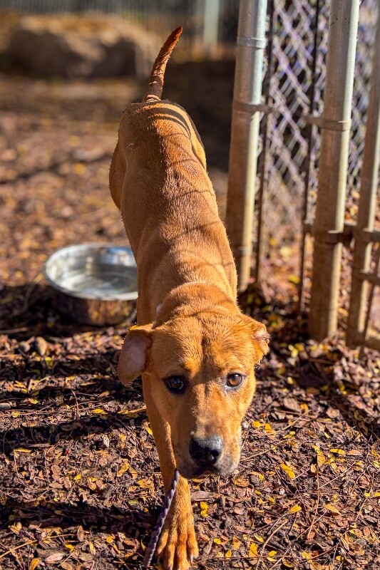View Hilly the Dog Photo #3