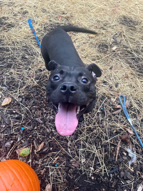 Bella - Dog