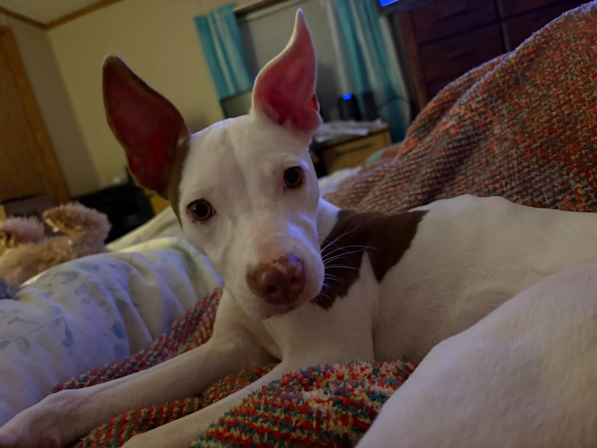 View Snips the Dog Photo #7