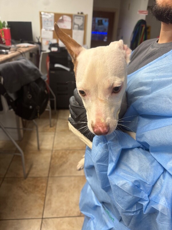 Snips - Dog