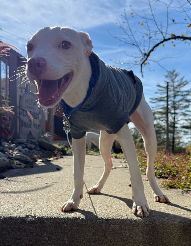 View Snips the Dog Photo #3