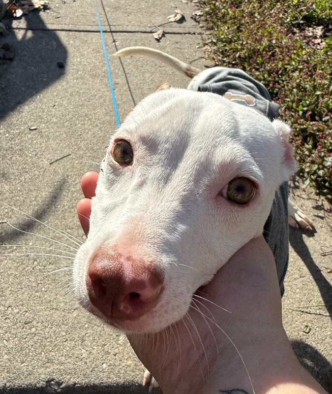 View Snips the Dog Photo #4