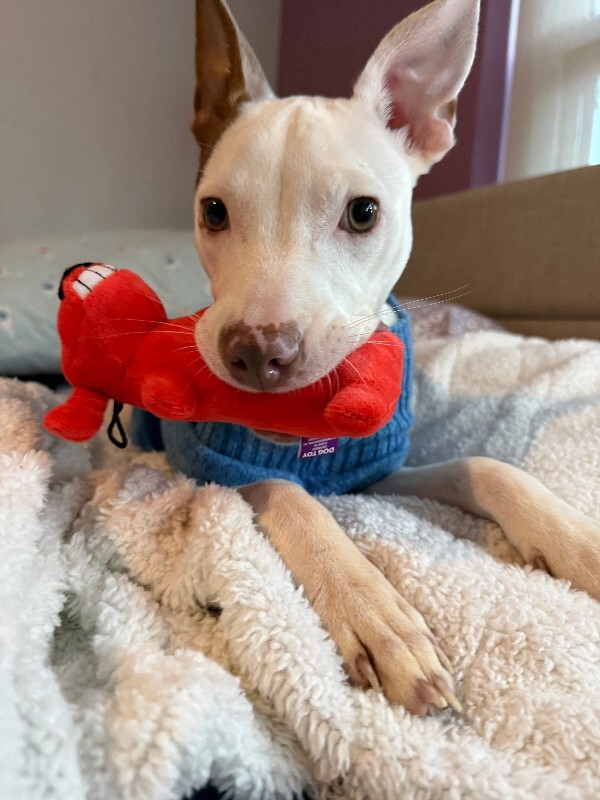 Snips - Dog
