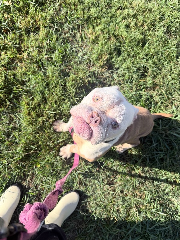 Herman - Dog