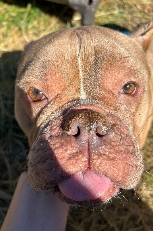 View Peewee the Dog Photo #9