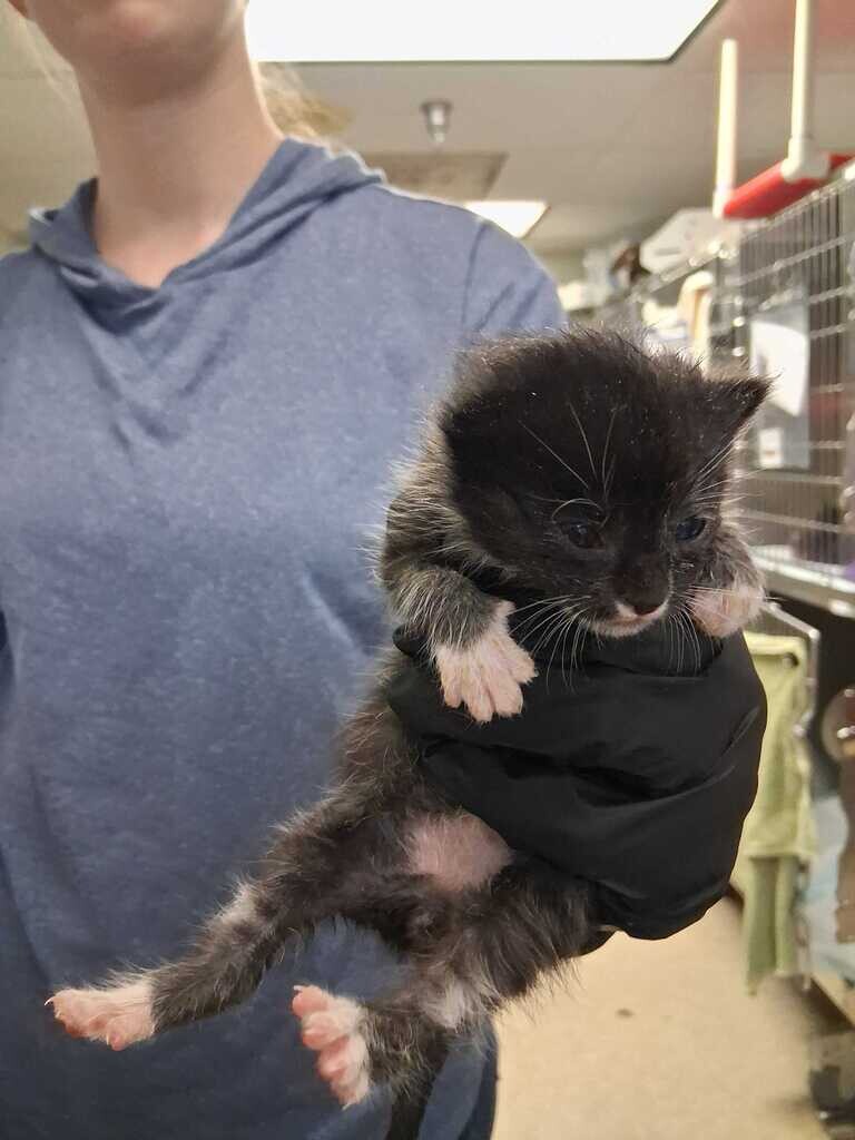 Tuna - Cat