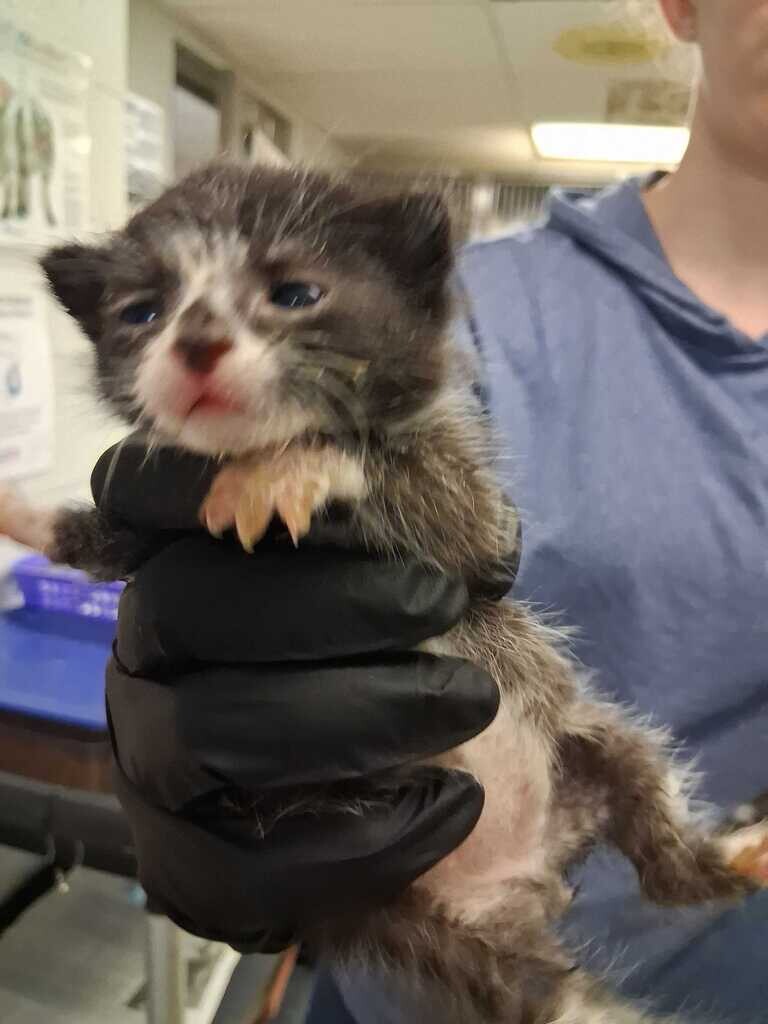 Mahi - Cat