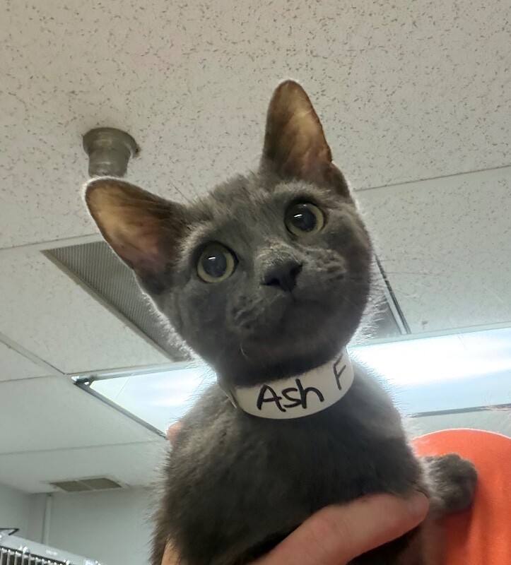 Ash - Cat