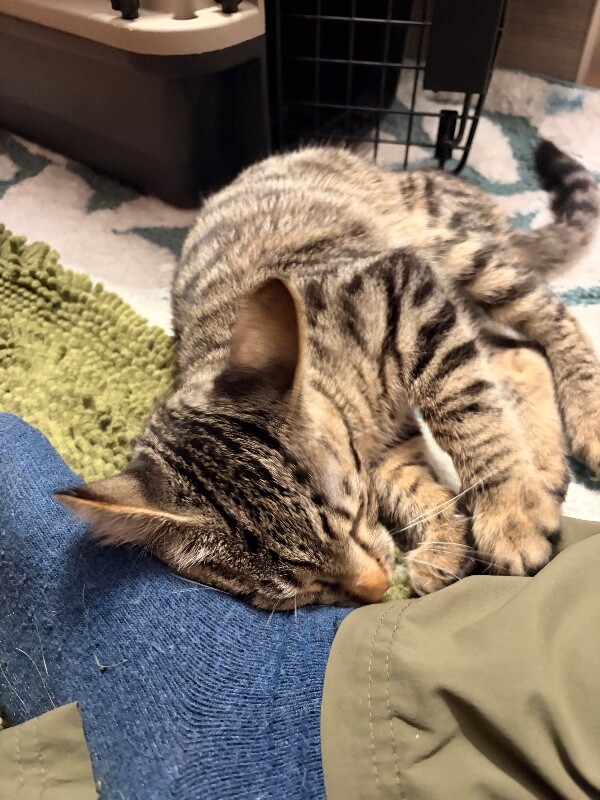 View Digger the Cat Photo #2