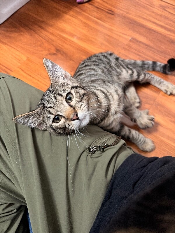 Digger - Cat