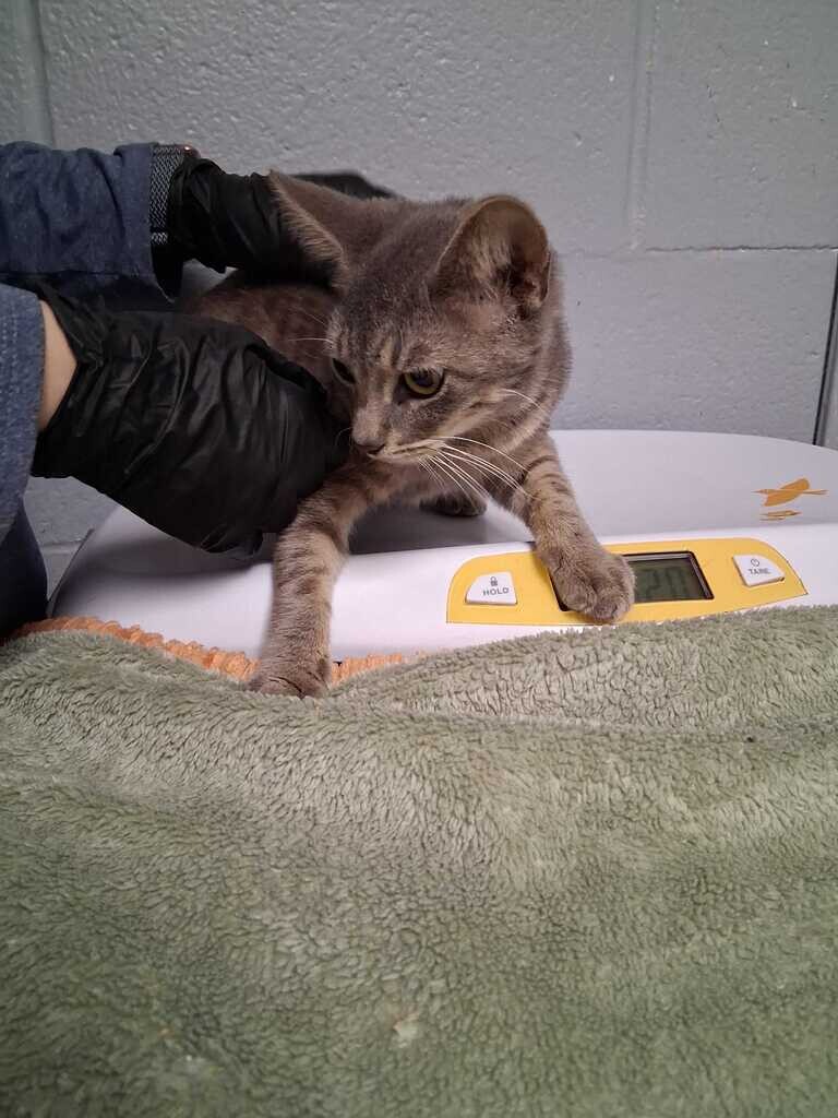 Faucett - Cat