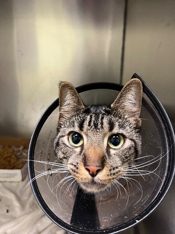 Mars - Cat