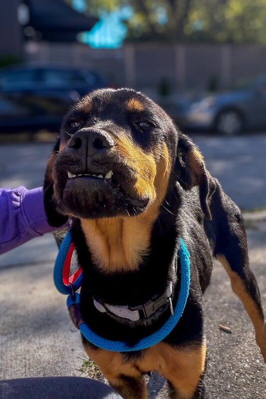 Kevin Levin - Dog
