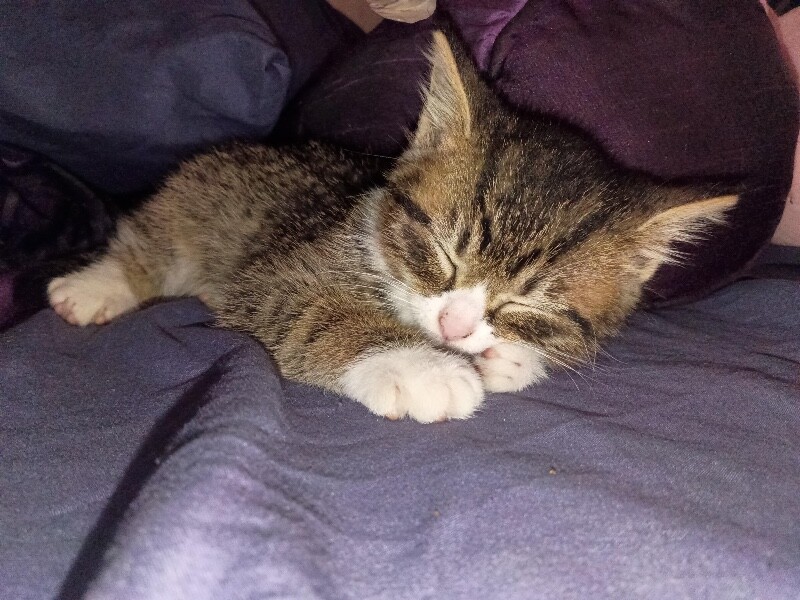 View Donna the Cat Photo #2