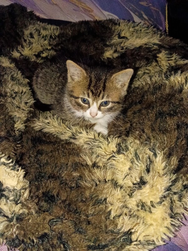Donna - Cat