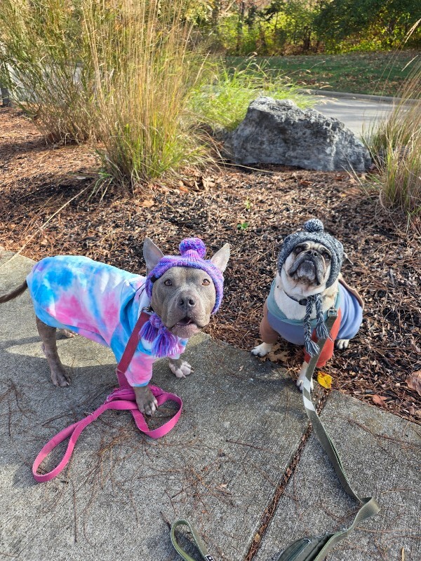 View Winnie The Pooh the Dog Photo #2