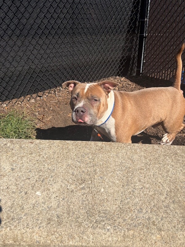 View Dracula the Dog Photo #4