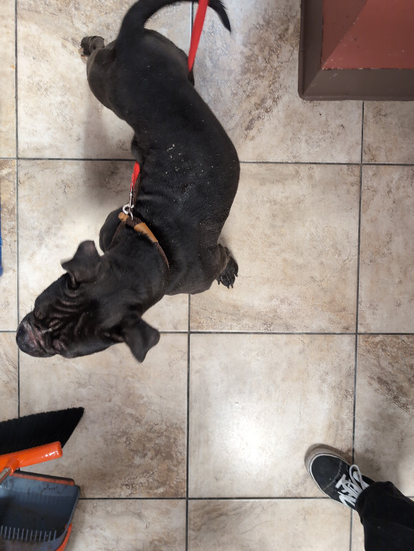 View Snort Snort the Dog Photo #3