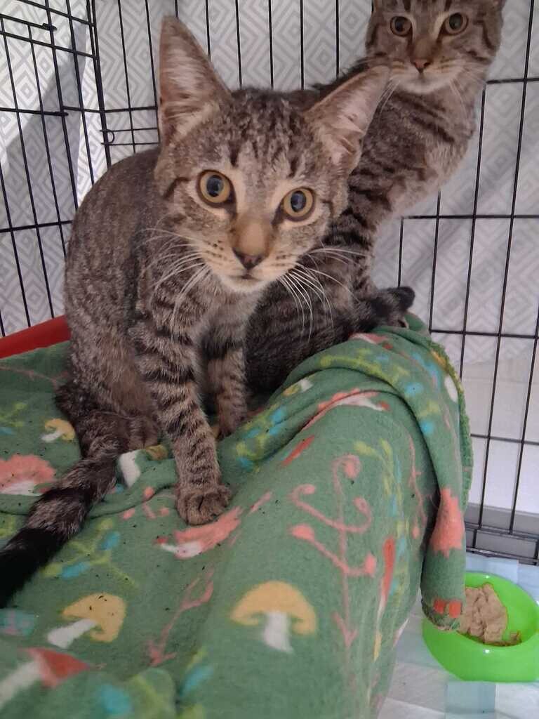 Humboldt - Cat