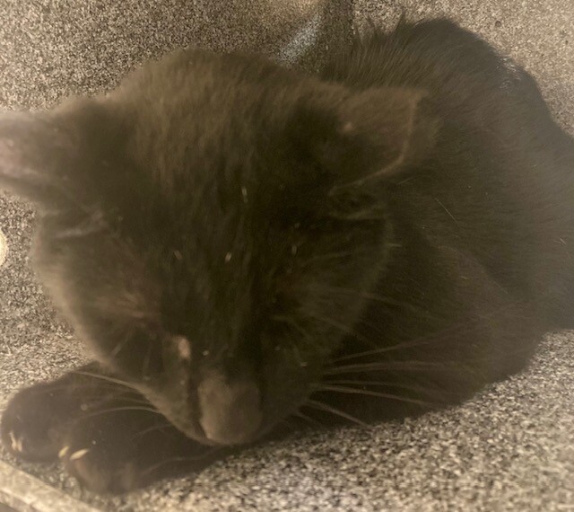 Zed - Cat