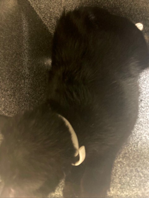 View Zed the Cat Photo #2