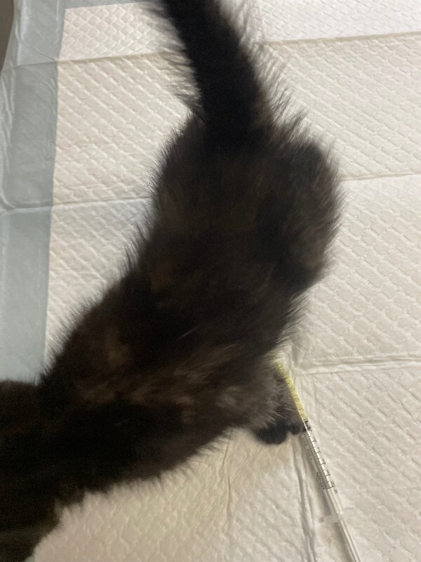 View Kettle Cooked the Cat Photo #4