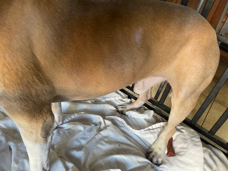 View George the Dog Photo #5