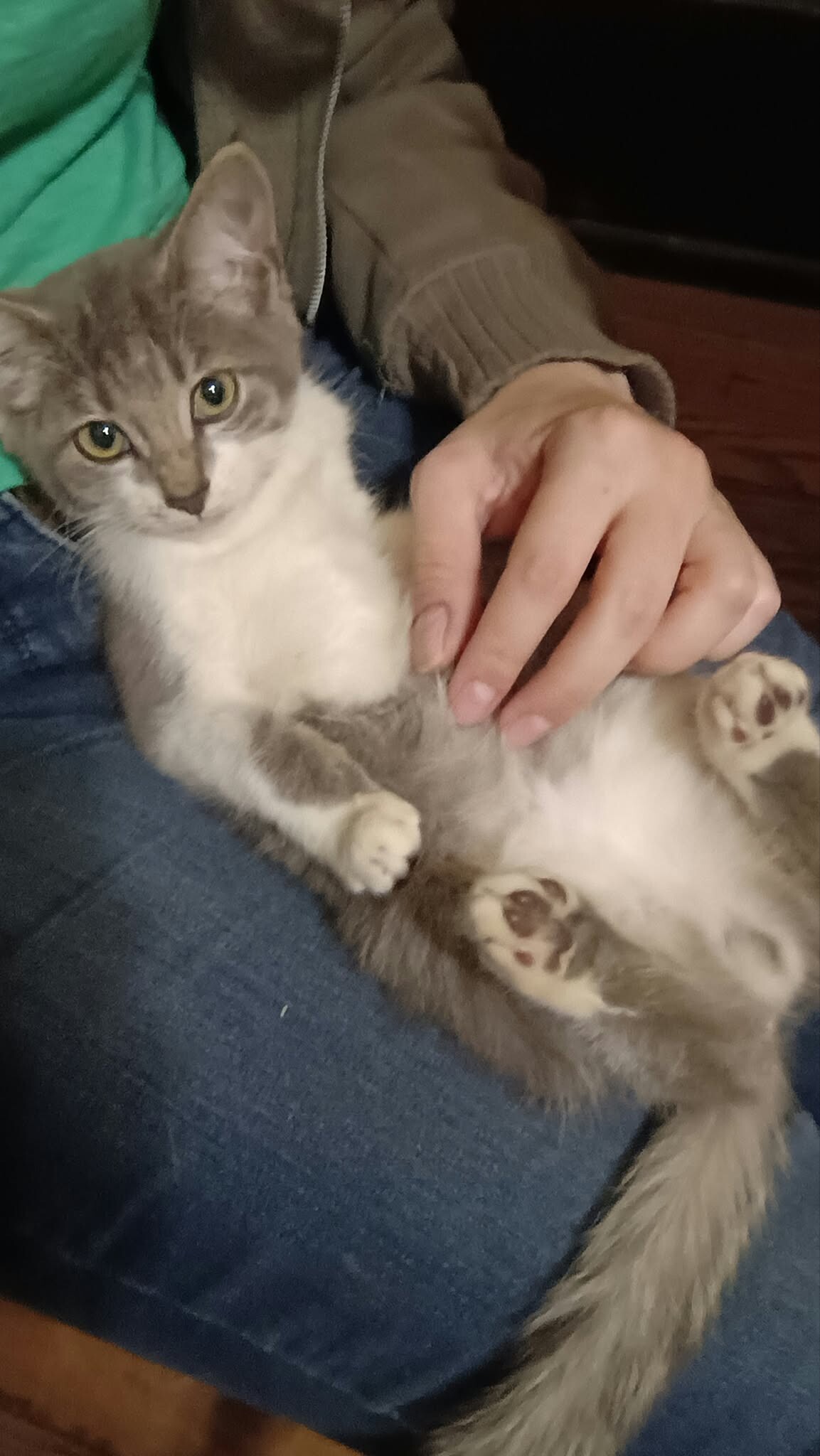 Sardine - Cat