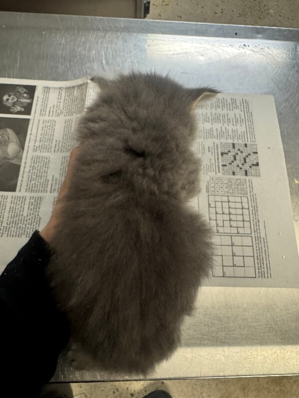 View Ferris Bueller the Cat Photo #3