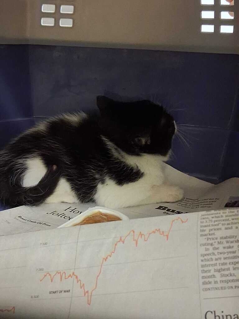 Katara - Cat