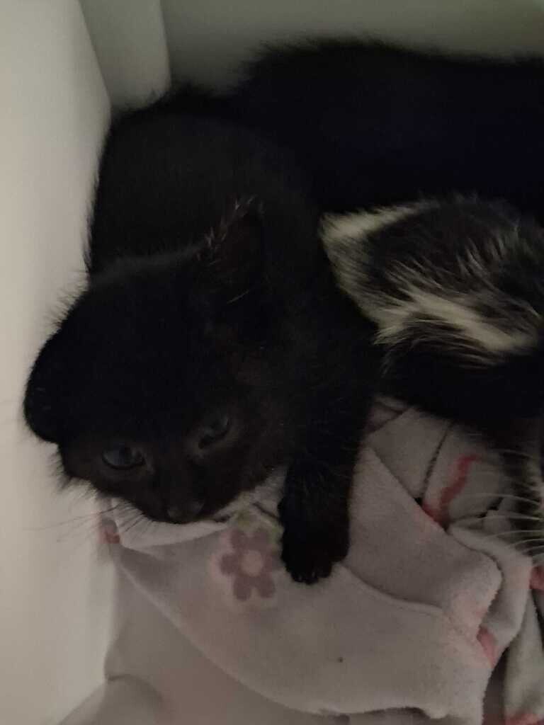 Ty Lee - Cat